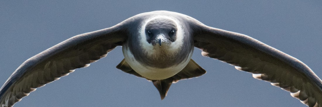 Arctic skua