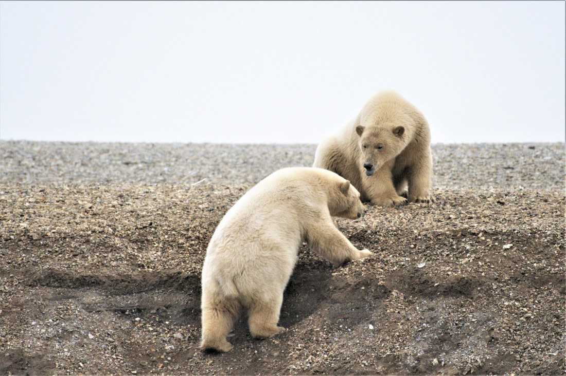 Polar bear clibing to reach his mother