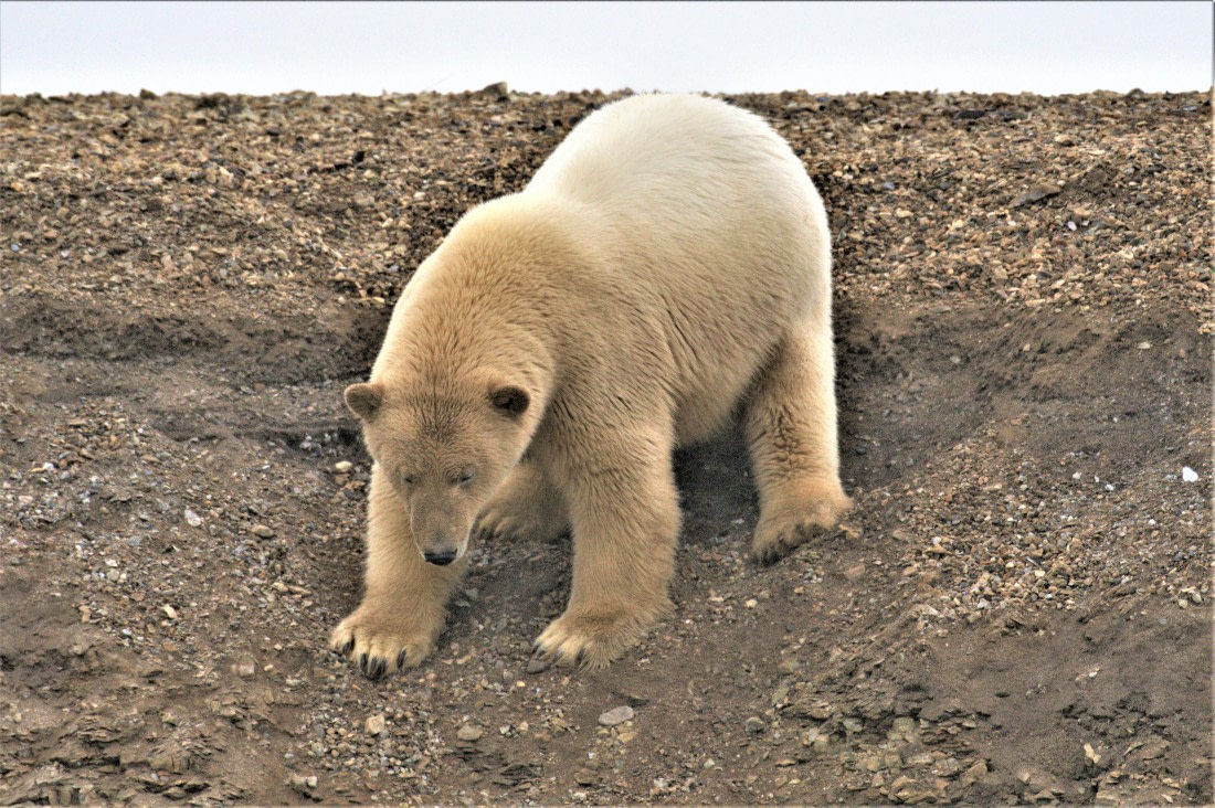 Polar bear descending the hill