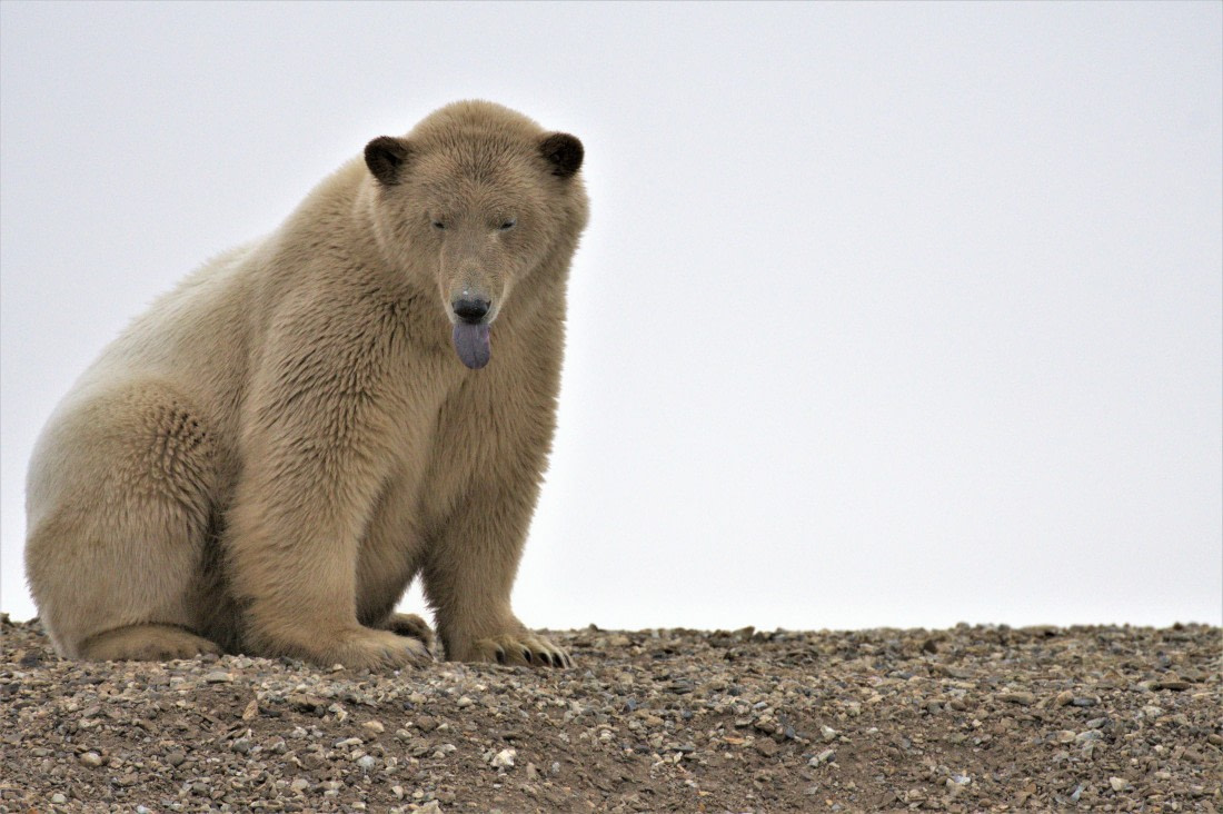 Polar bear looking down to the dead body of a whale