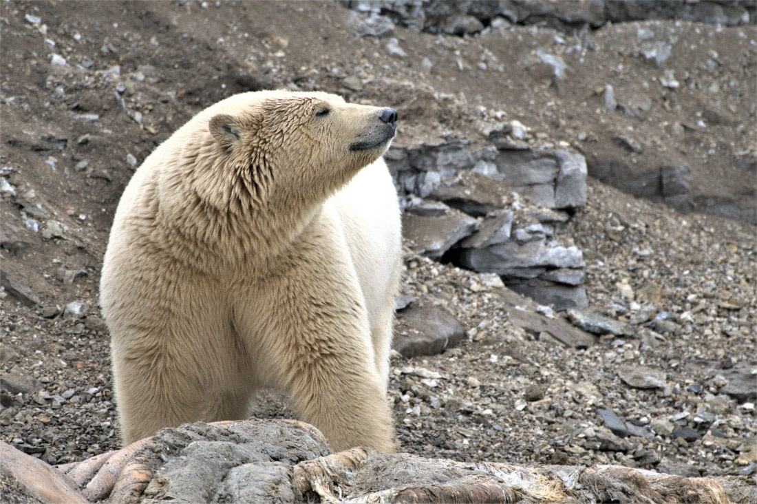 Polar bear smelling us approaching with the zodiacs