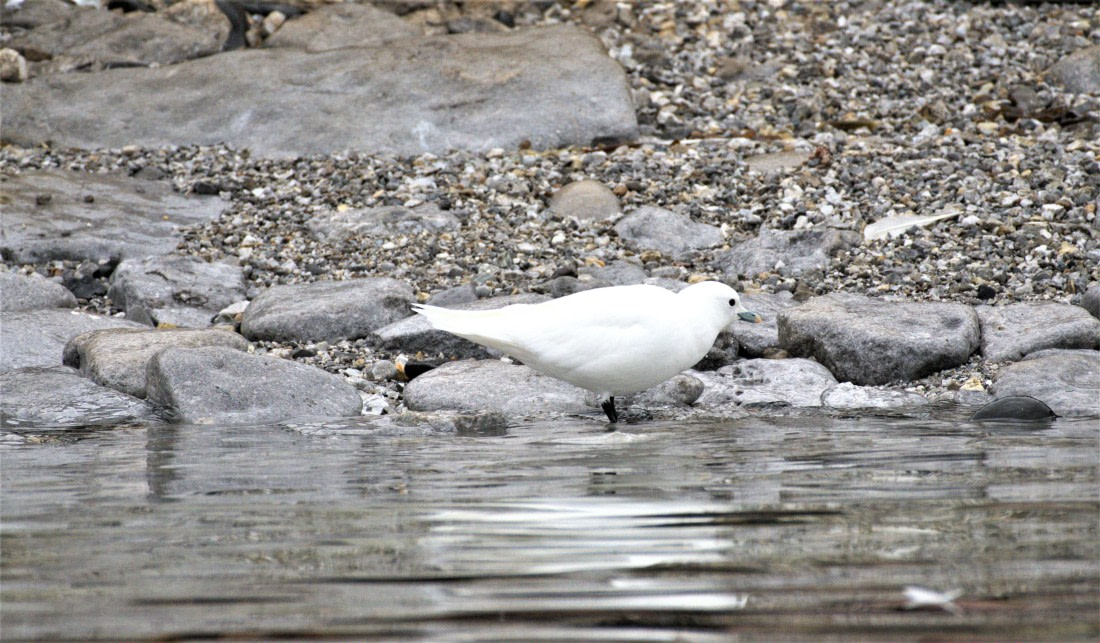 Ivory gull