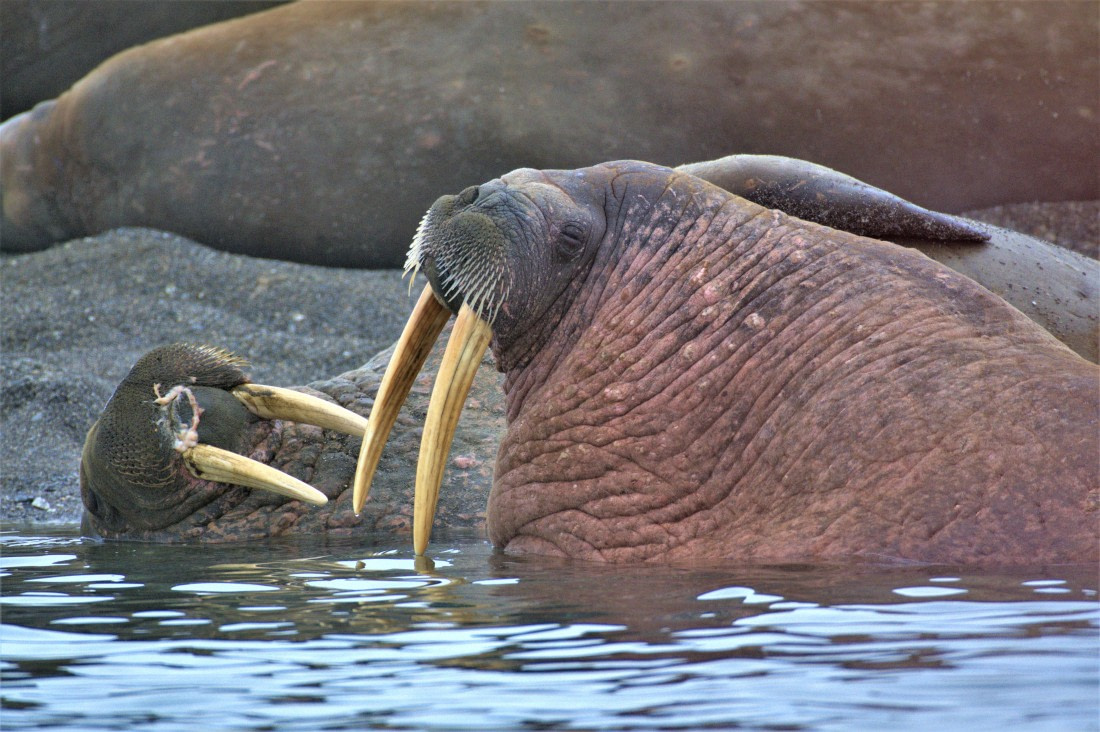 Walruses in the sea
