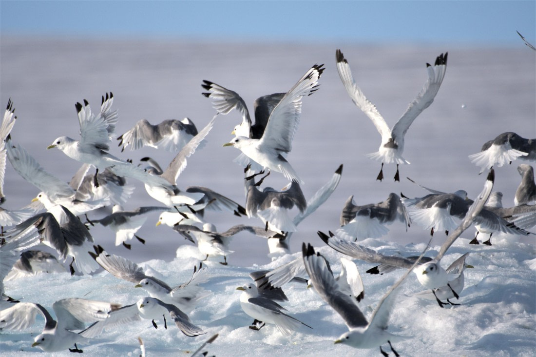 A group of black-legged kittiwakes flying