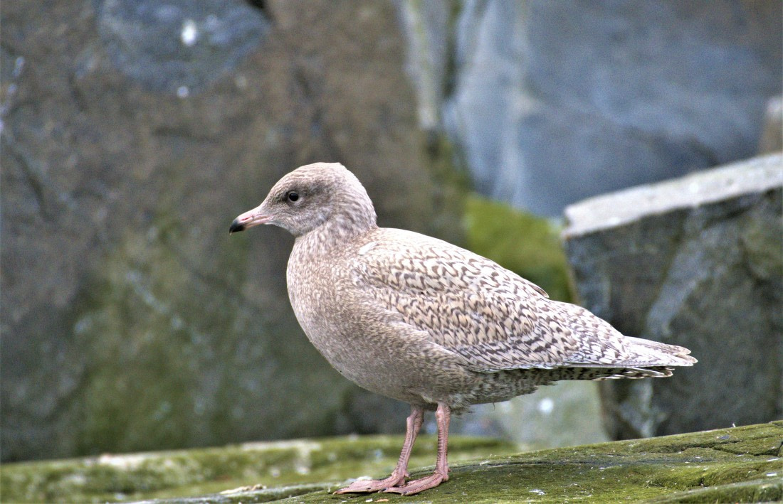 Glaucous Gull – in its first winter