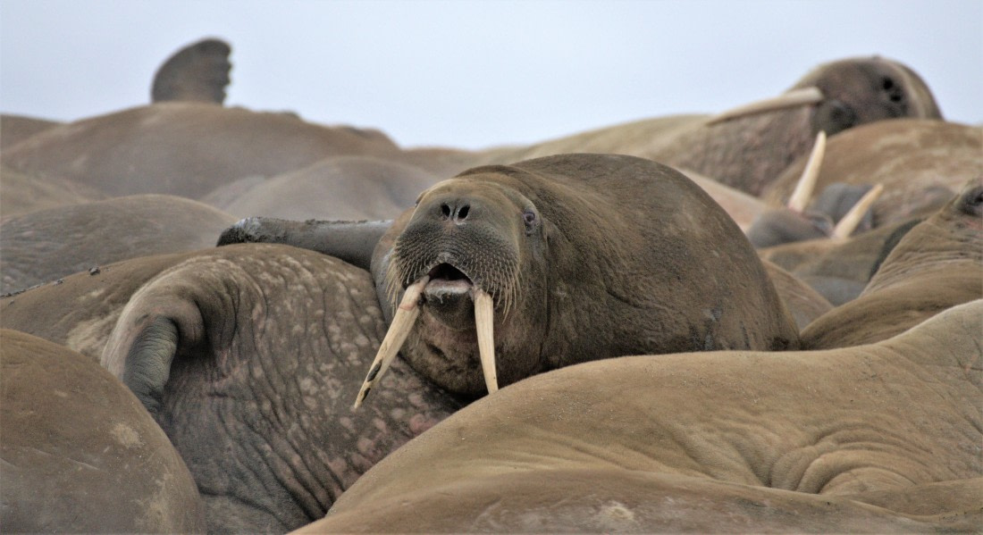 I am the walrus!