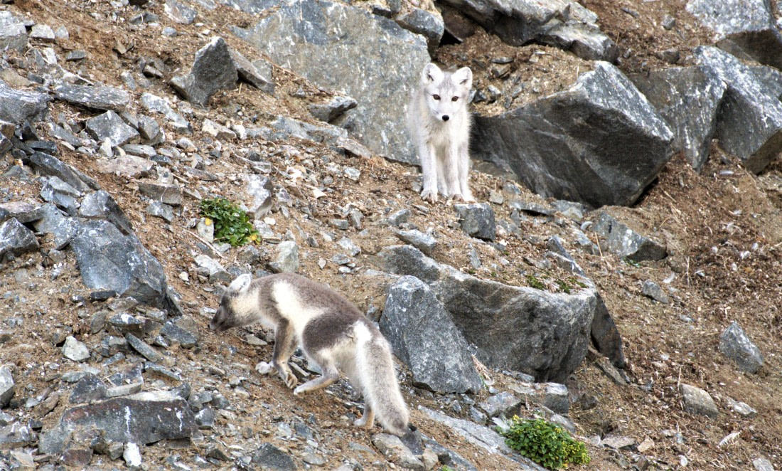 Arctic foxes