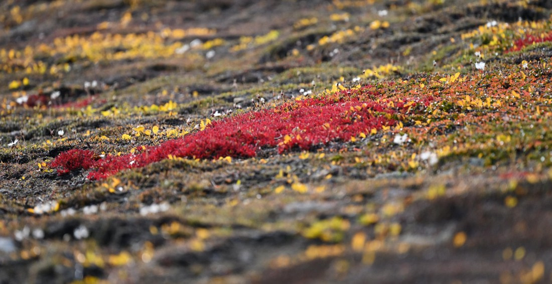 Tundra - Colorful carpet