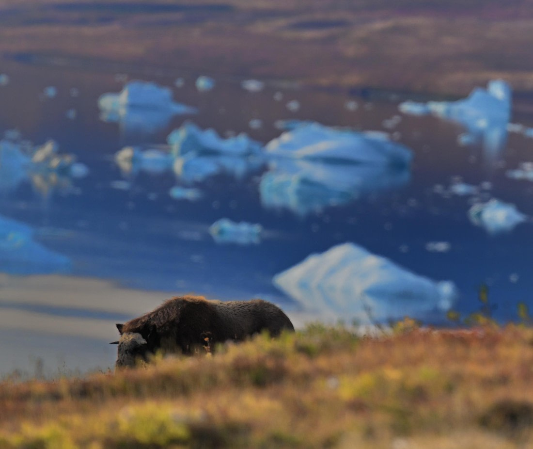 MuskOx and Ice