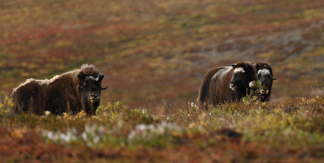 Three MuskOx