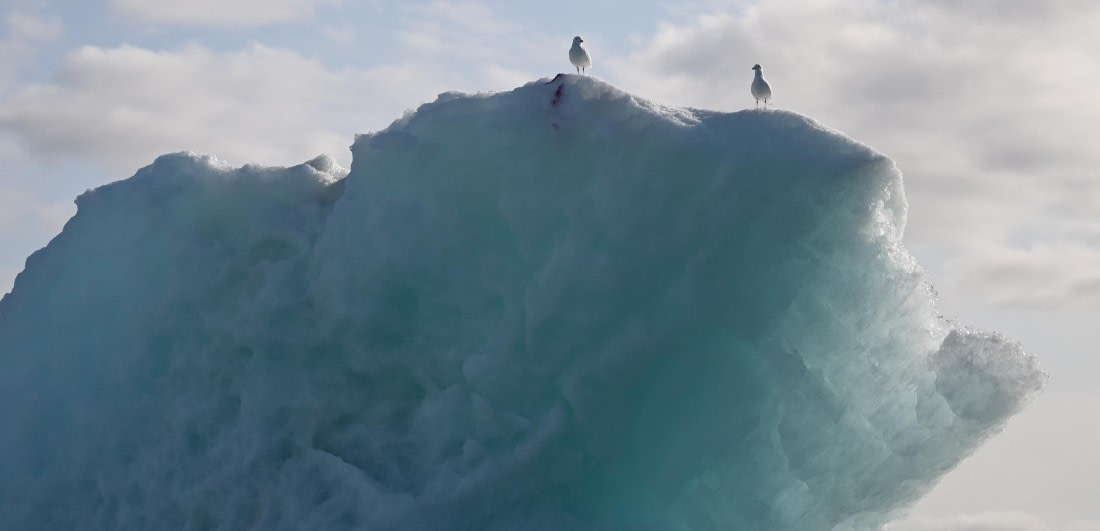 Birds on Iceberg