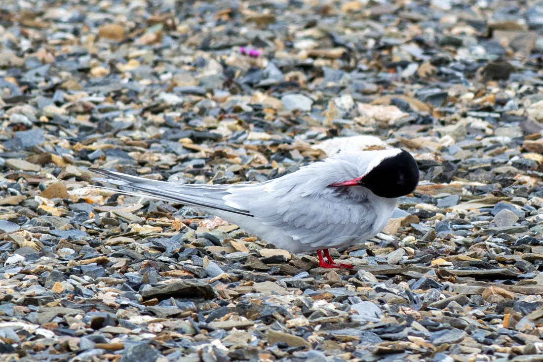Arctic tern
