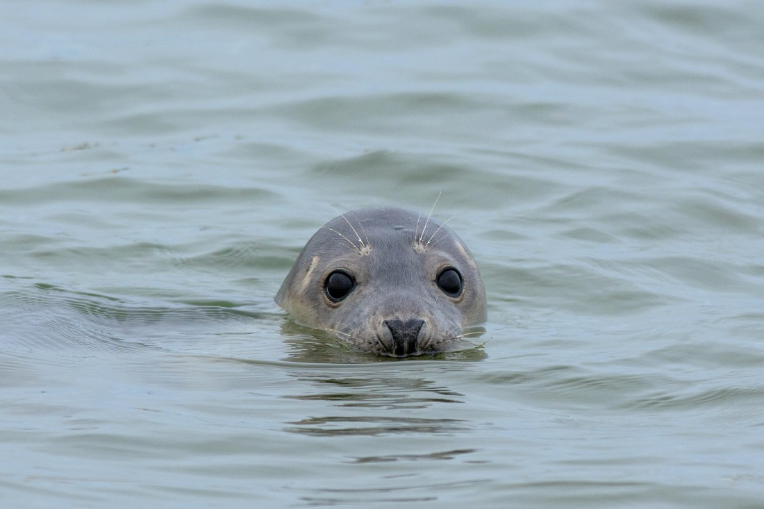 Gray seal