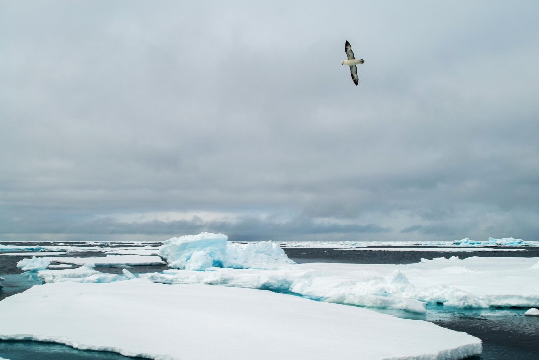 Icepack with gull