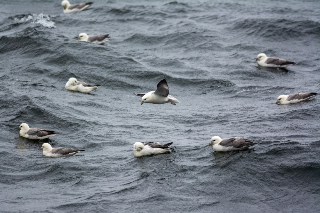 Northern fulmars