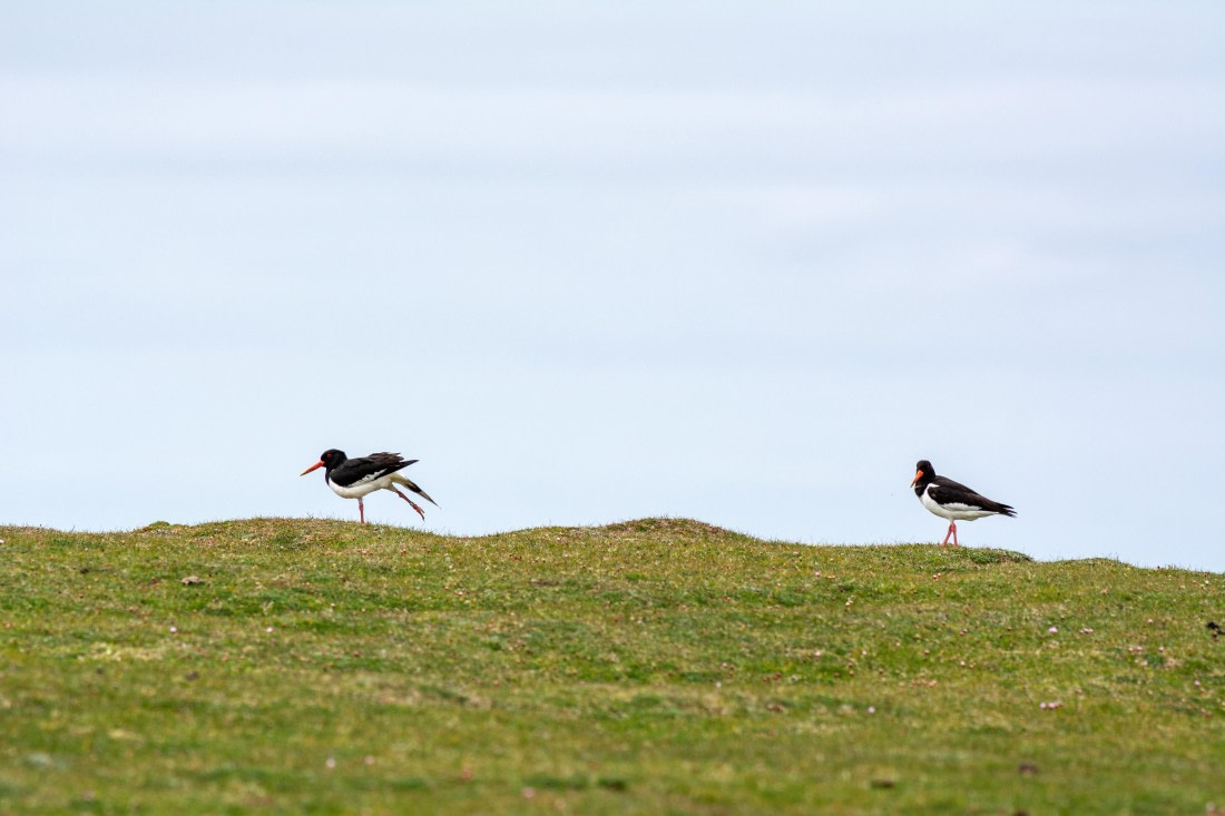 Oystercatchers