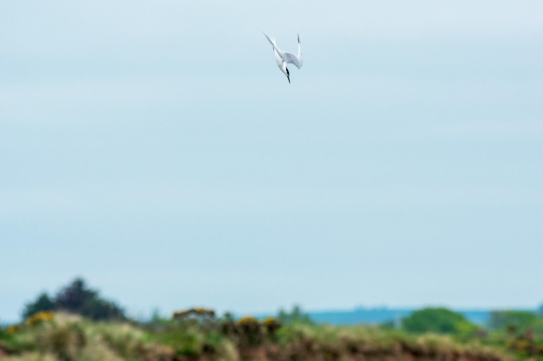 Sandwich tern