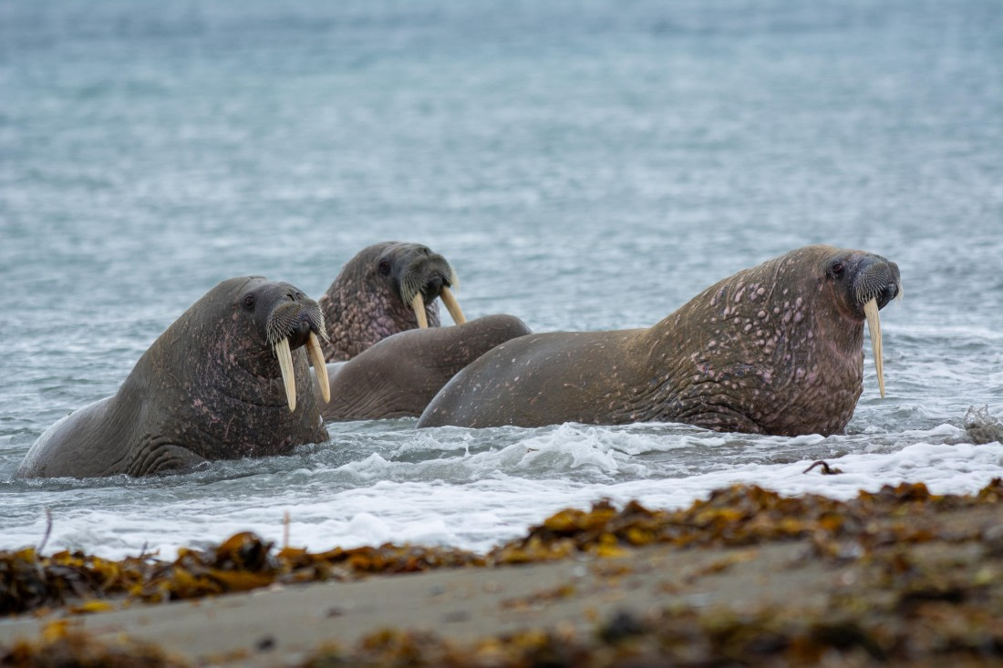 Walruses