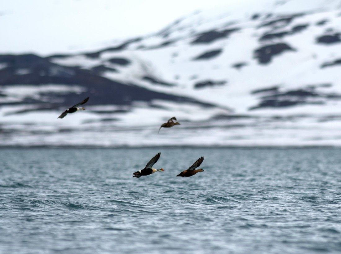 King eider