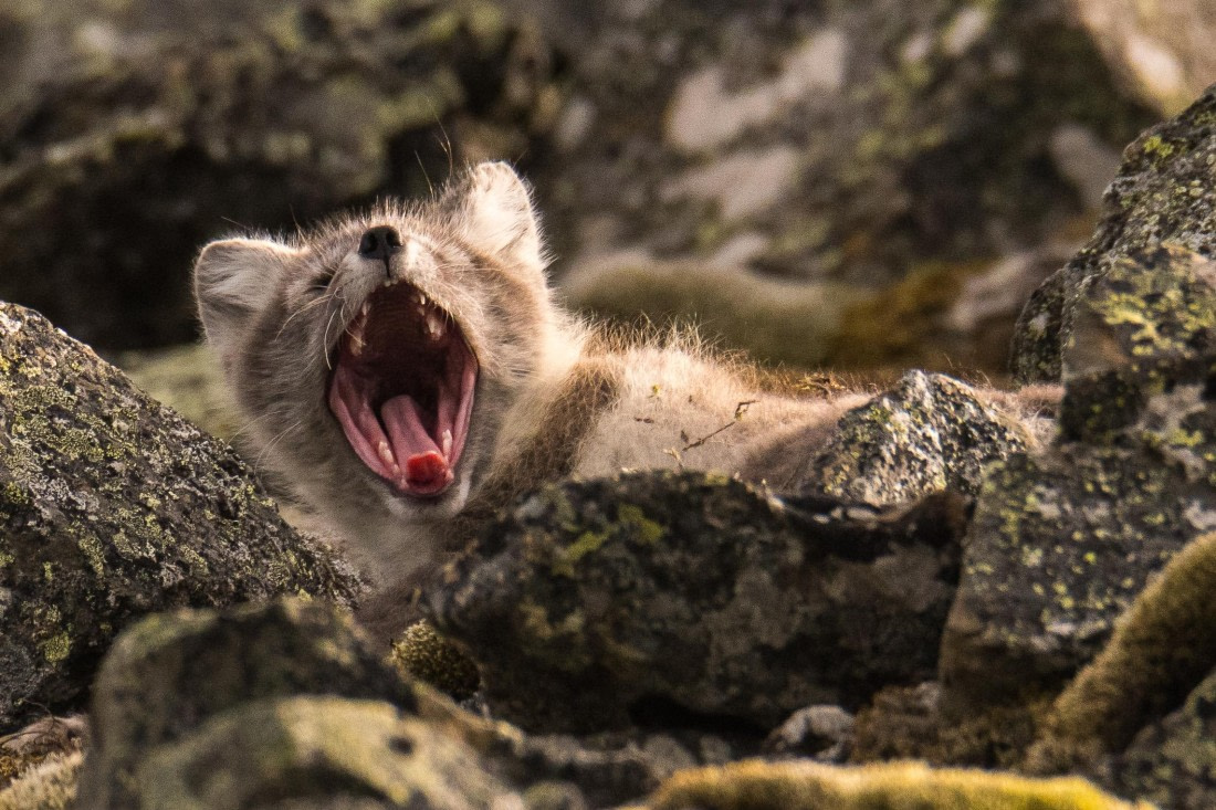 tired little fox