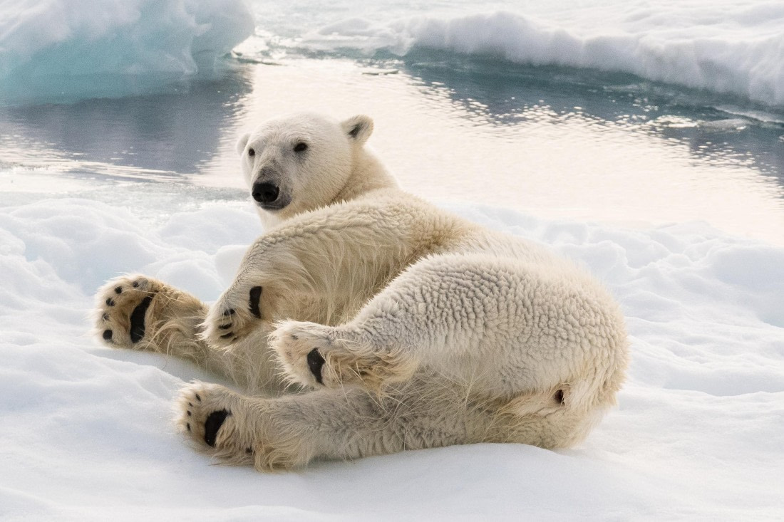 polar bear