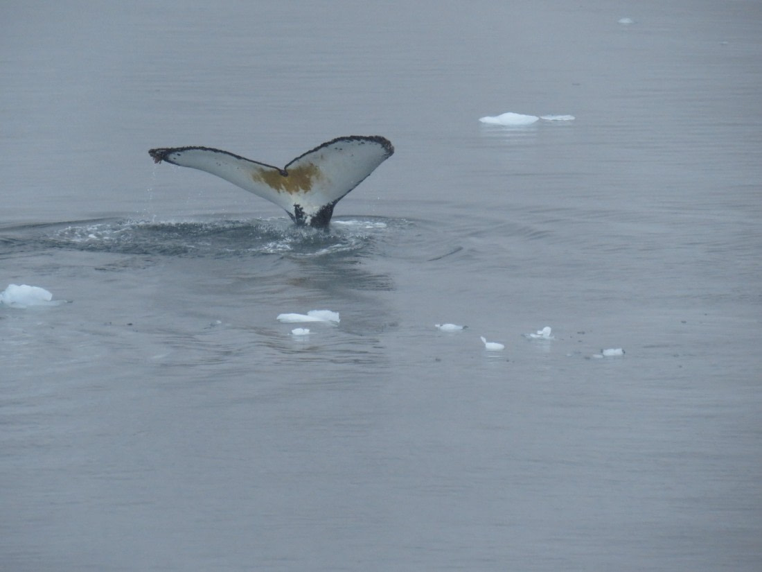 Tea Stain humpback