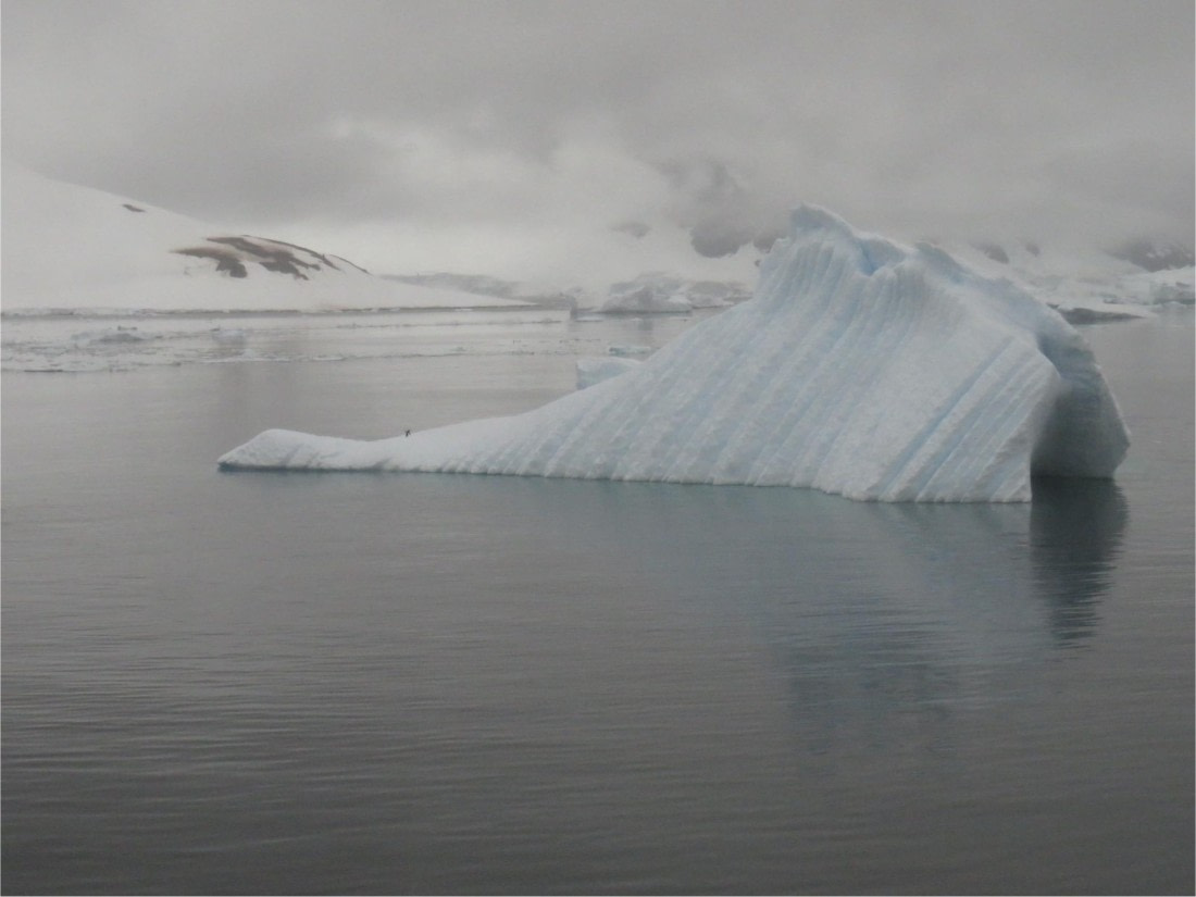 lone penguin on iceberg