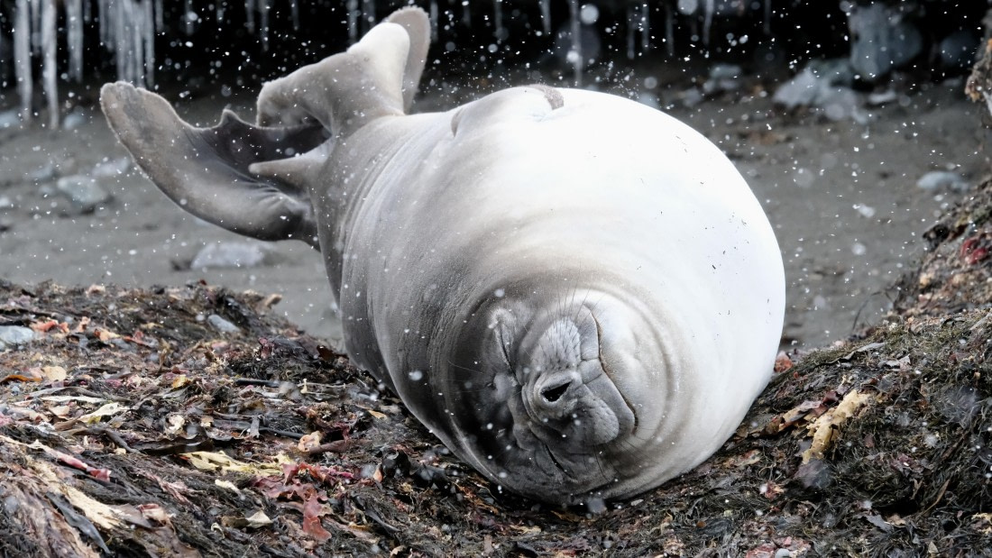 The sleeping seal
