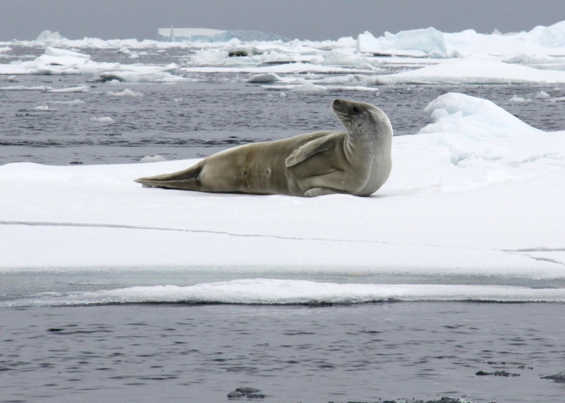 Crabeater Seal in Amundsen Sea