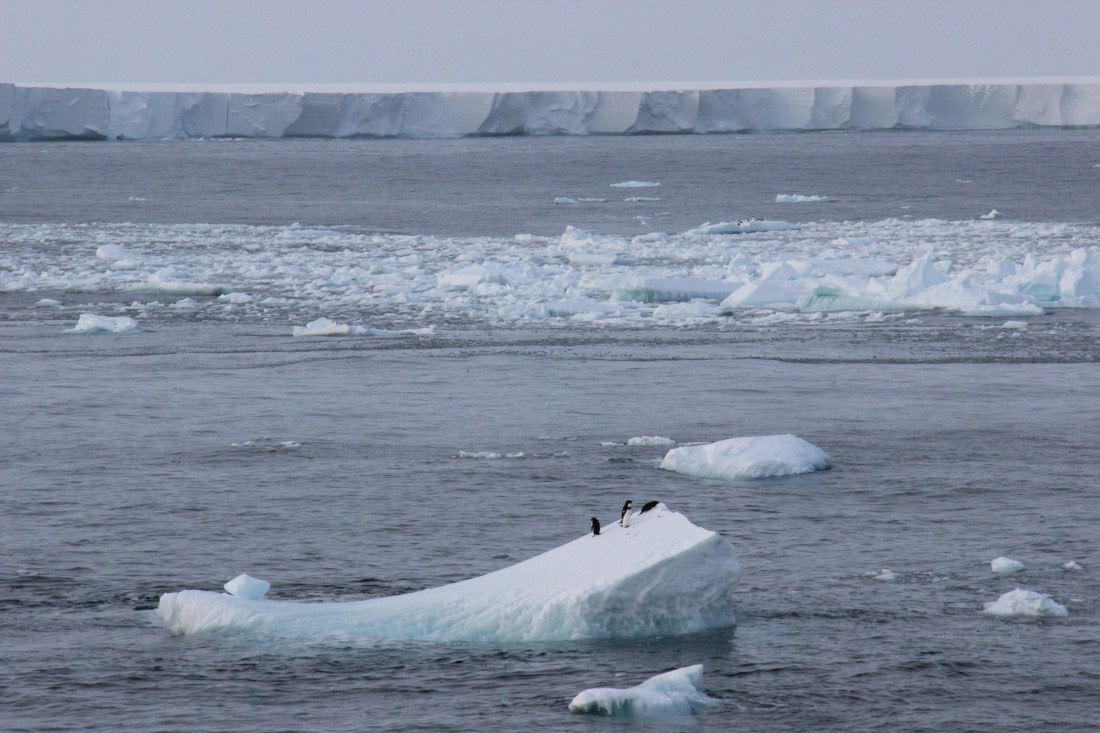Adelies near Ross Ice Shelf