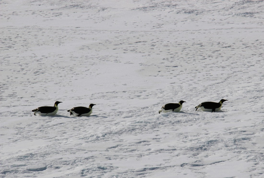 Emporer penguins Arriving at the ship