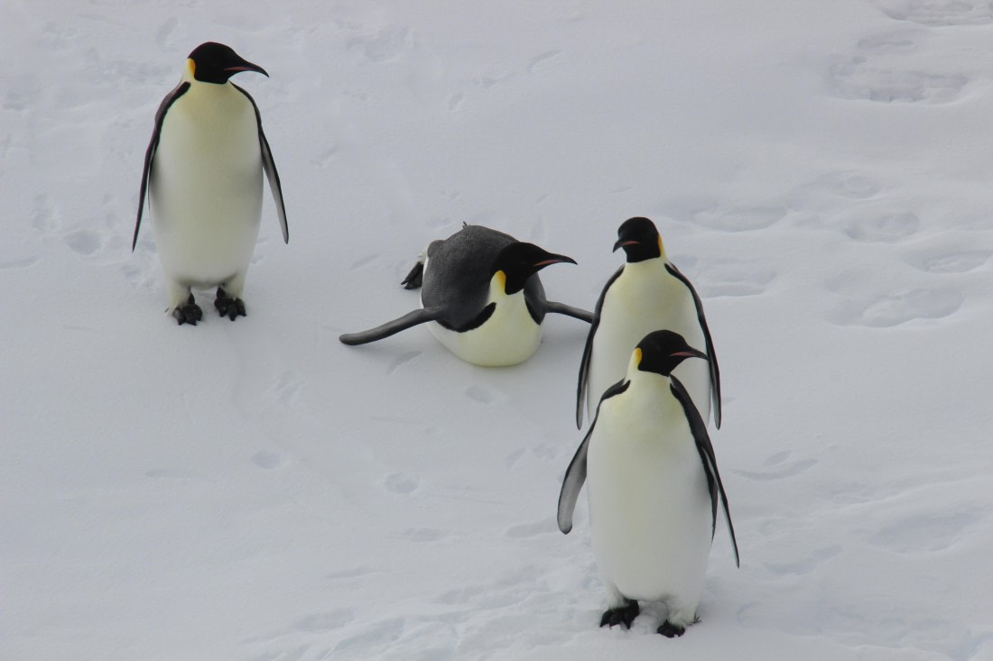 Emperor penguins visiting Ortelius