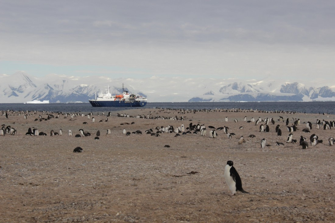Adelie penguins and ship from Ridley Beach at Cape Adare