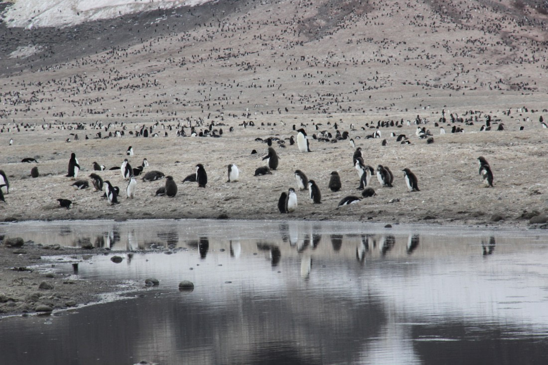 Adelie penguins on Ridley Beach, Cape Adare