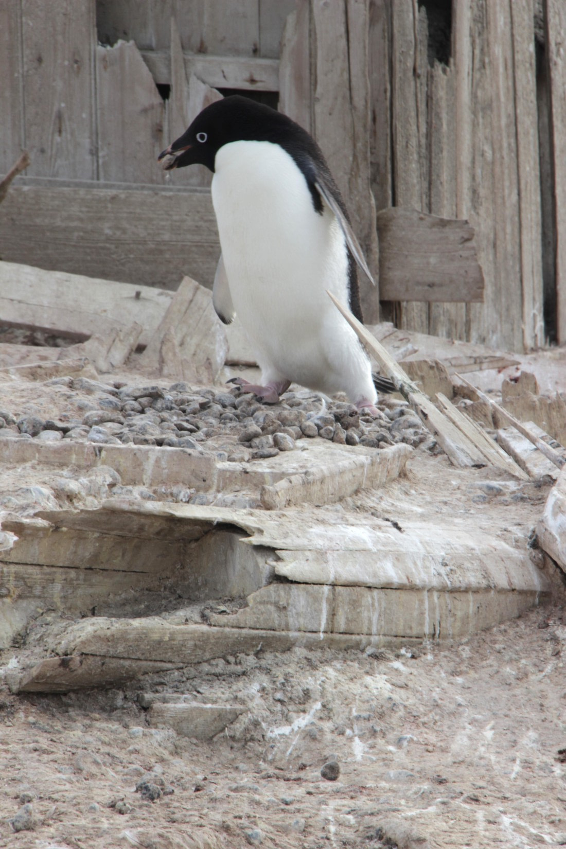 Adelie penguin and pebble for nest, Cape Adare