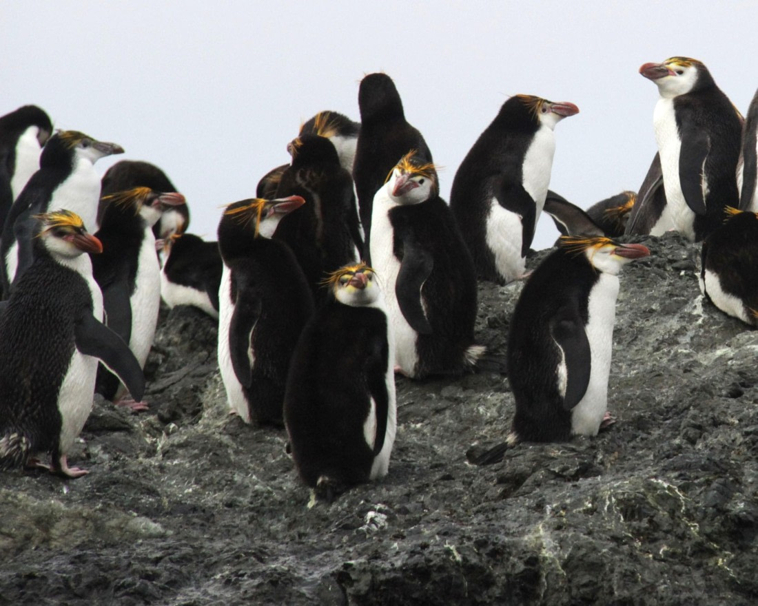 Royal penguins on rocks, Macquarie Island
