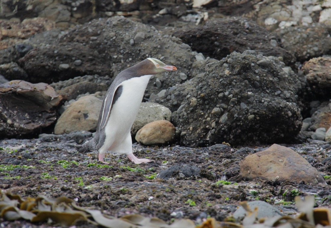 Yellow-eyed Penguin on Enderby Island