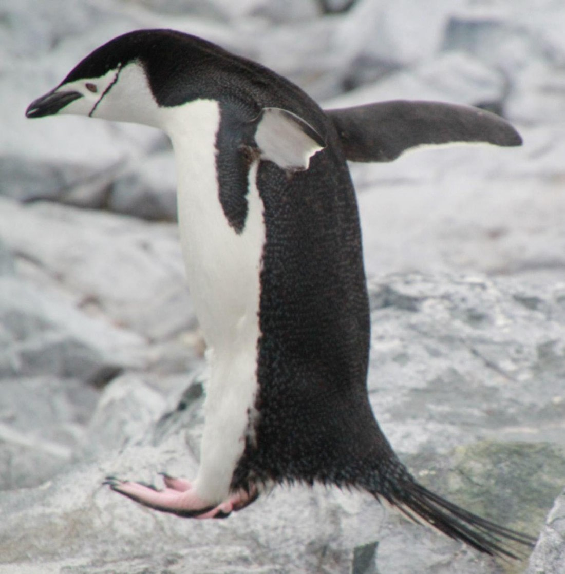 I told you penguins could fly
