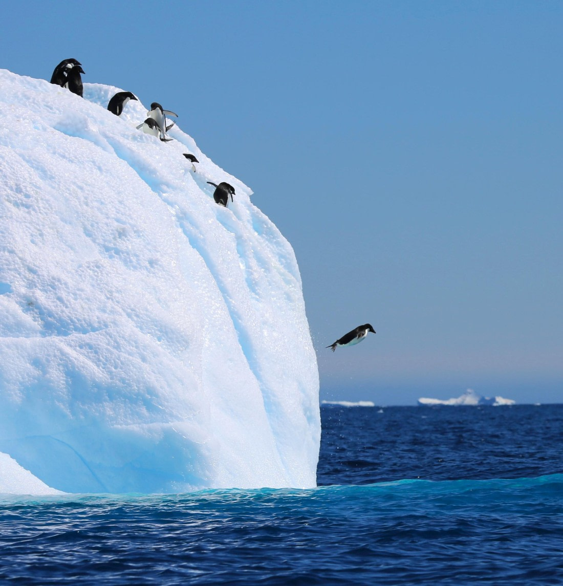 The Polar Plunge