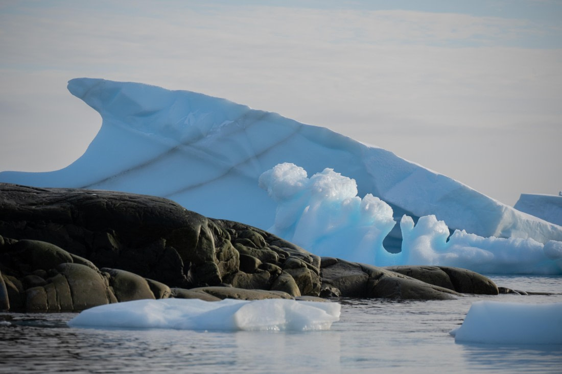 Shark Iceberg
