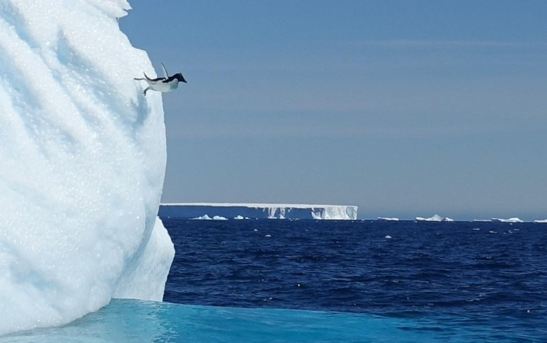 Taking the polar plunge