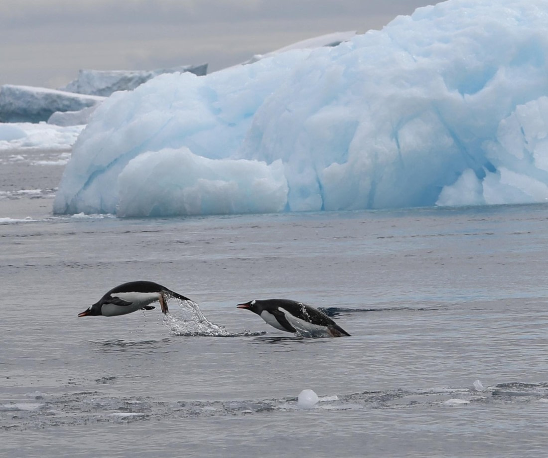 Gentoo Jump
