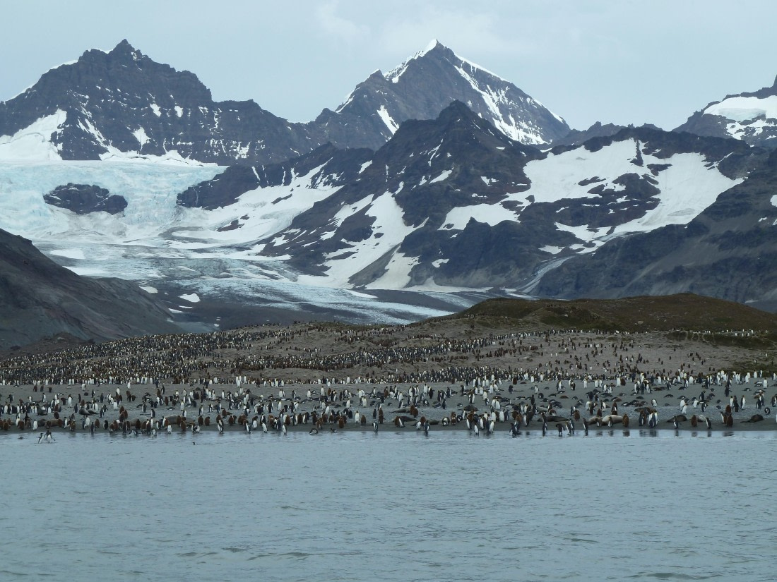 King penguin colony