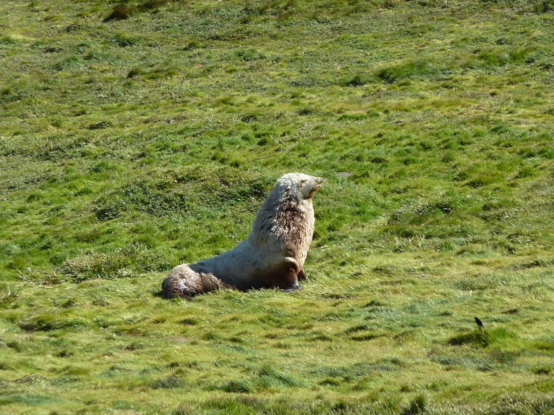 the lion king