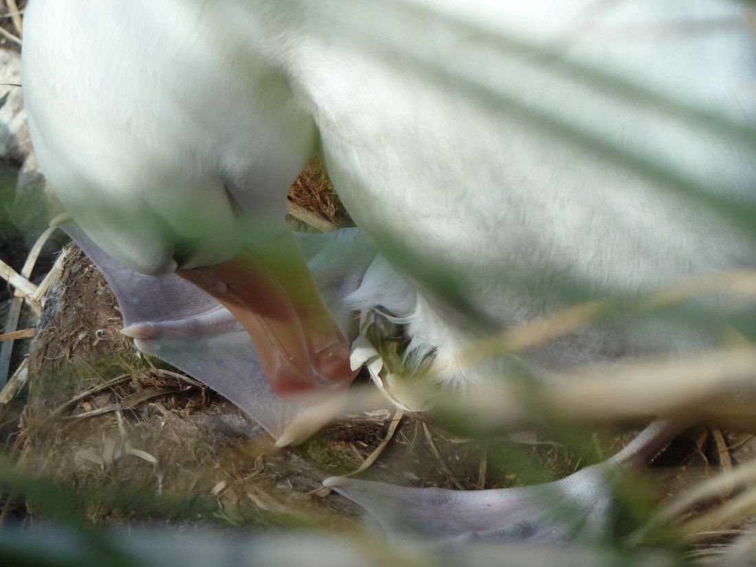 nearly born
