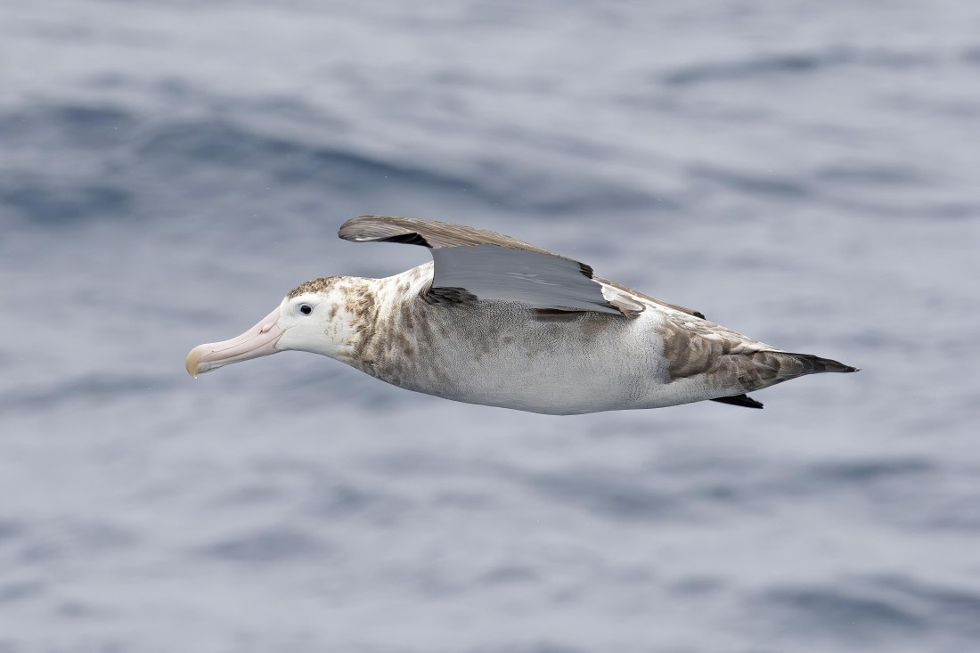 Wandering Albatross