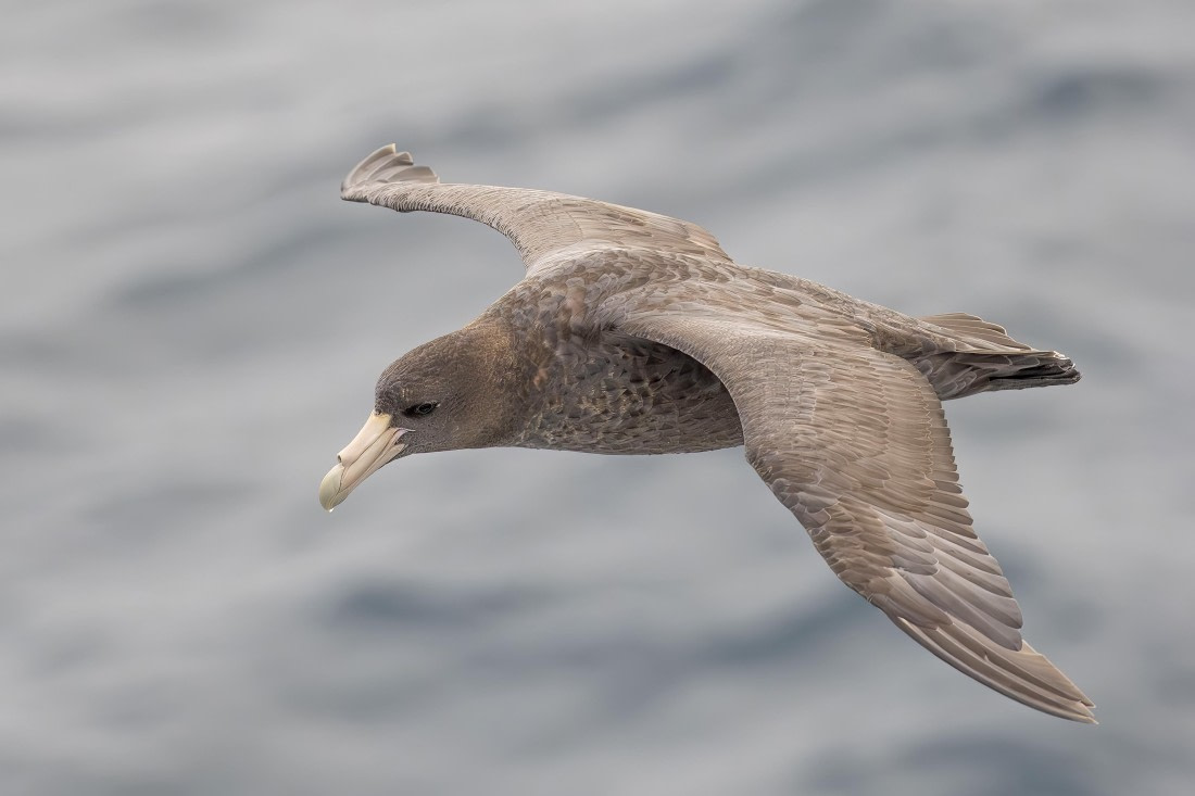 Southern Giant Petrel