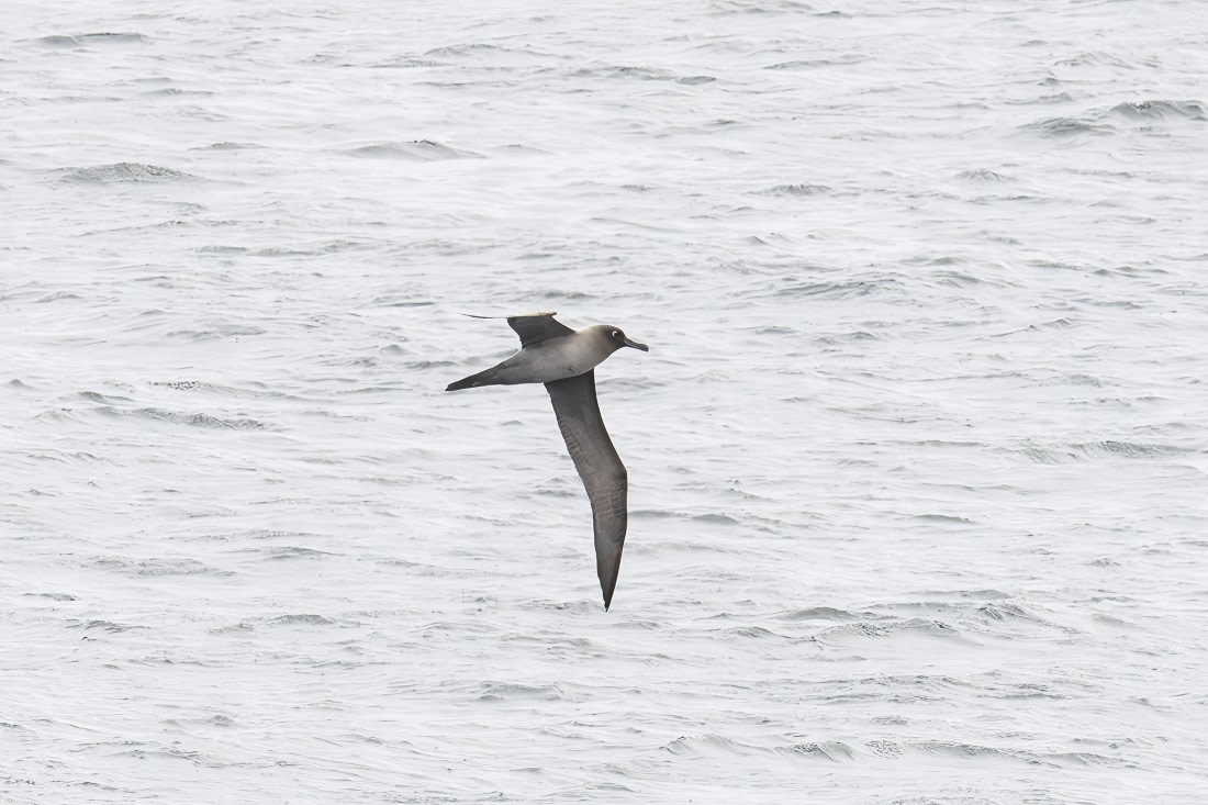 Light-mantled Albatross