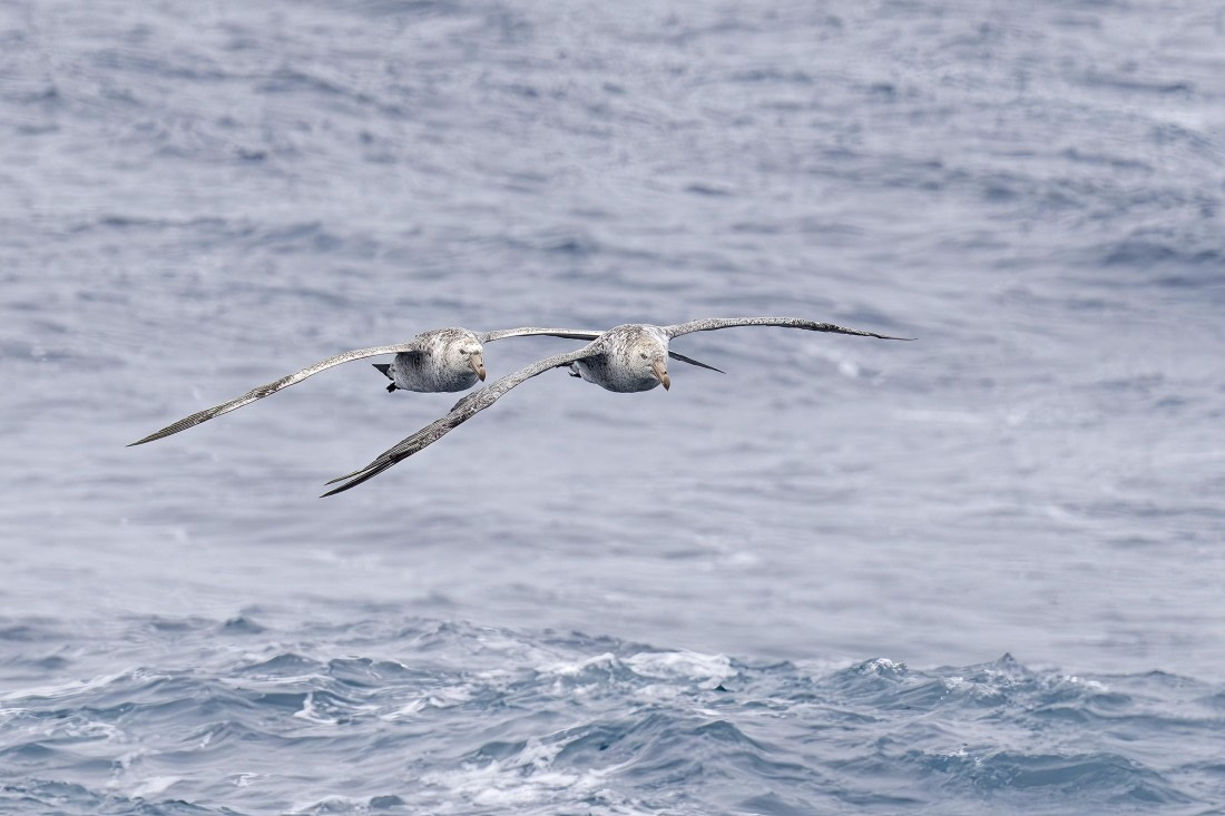 Northern Giant Petrels