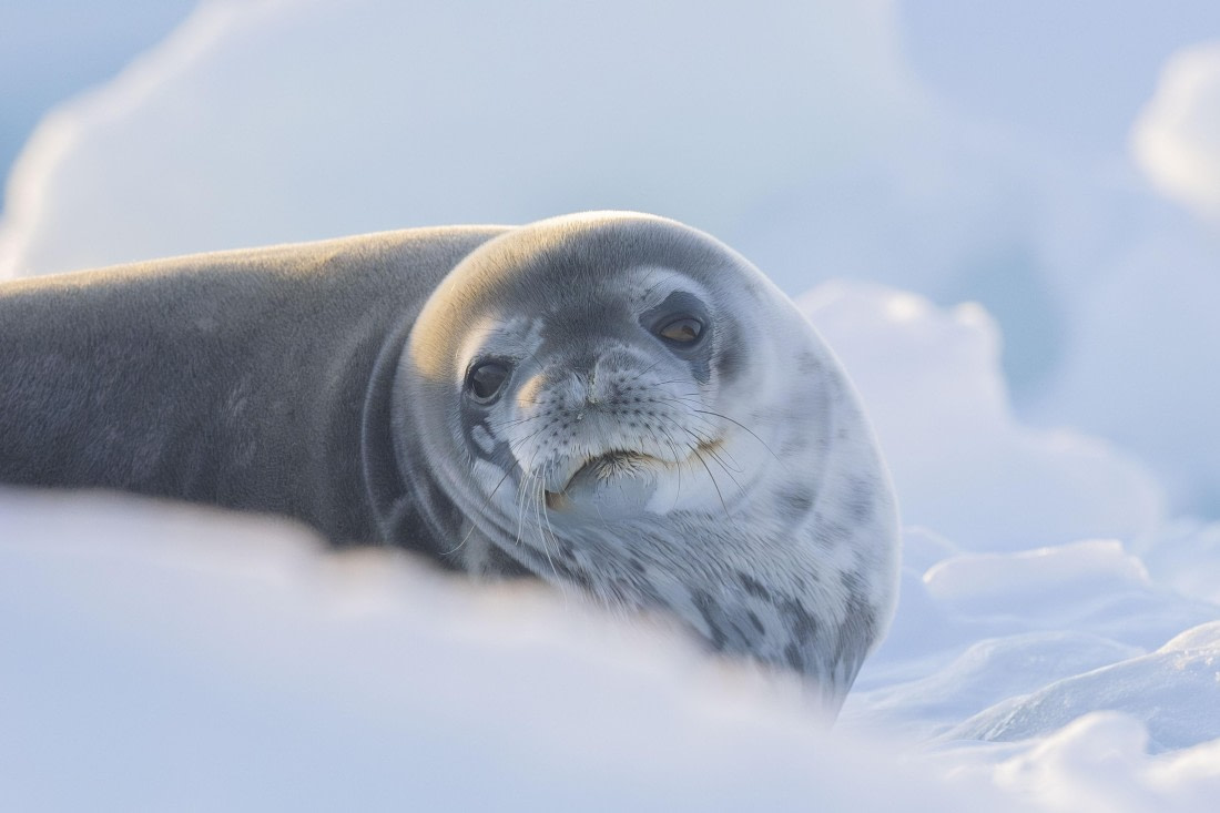 Weddell Seal